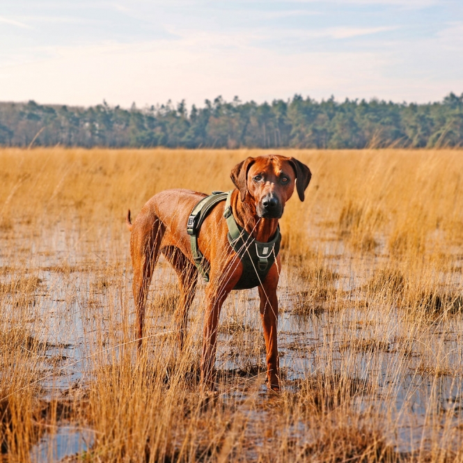 Duvoplus EXPLOR Ultimate Fit No-Pull-Geschirr - Undercover Green - XS - 28-37cm - 32-43cm – Bild 3