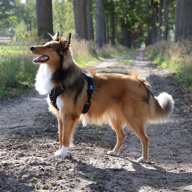 Duvoplus EXPLOR Ultimate Fit No-Pull-Geschirr - granite black - M - 40-49cm - 49-65cm – Bild 3