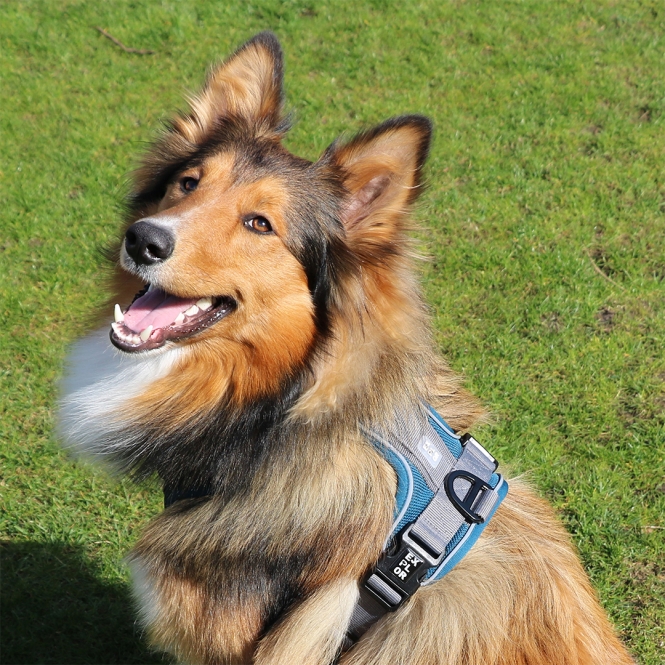 Duvoplus EXPLOR Ultimate Fit No-Pull-Geschirr - petrol blue - M - 40-49cm - 49-65cm – Bild 5