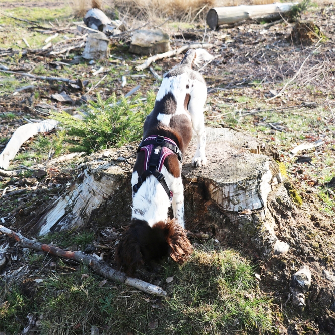 Duvoplus EXPLOR Ultimate Fit No-Pull-Geschirr - plum purple - XS - 28-37cm - 32-43cm – Bild 5