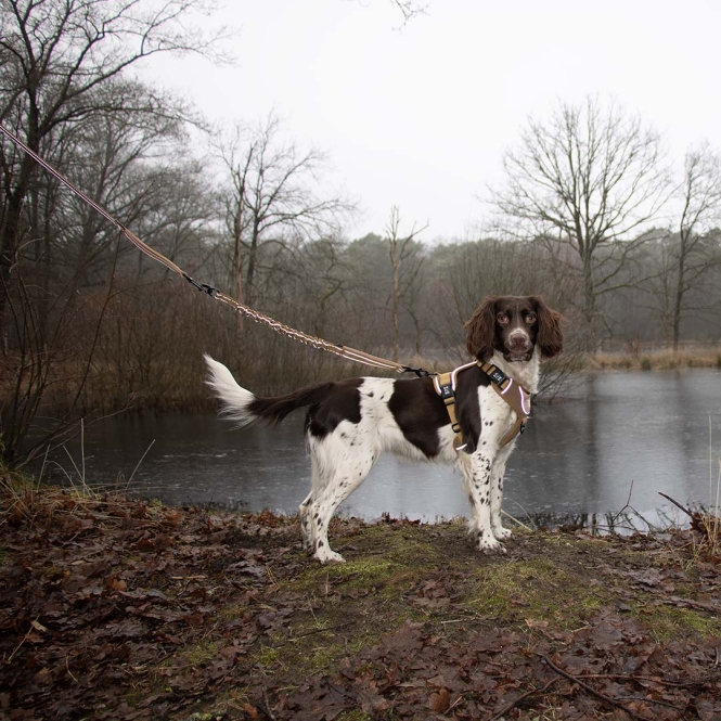 Duvoplus EXPLOR Ultimate Fit 2in1 Leine Classic - honey gold - 180cm - 16mm – Bild 3